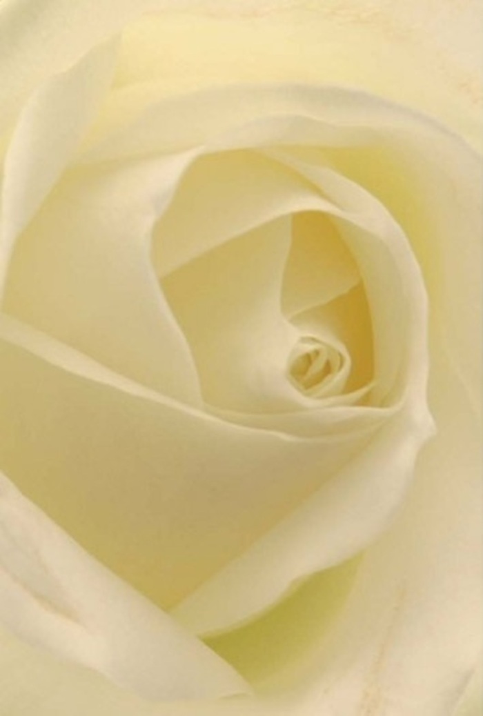 A close study of this classic white rose reveals an interplay of softness and fine layering that mirrors the quiet sophistication of Bayswater's residential streets. Each petal eddies gently from the centre, shifting seamlessly from pure white to creamy undertones, all agleam with delicate lighting that seems to radiate from within. The gentle transitions of tone and shadow capture a sense of tranquility-a reflection of early mornings walking the tree-lined avenues toward Paddington. This rose stands as an emblem for significant occasions-a romantic offering down Craven Hill, a heartfelt apology, or a graceful highlight at a Notting Hill soirée. Its immaculate spiraled core whispers of purity and quiet strength, and the nuanced variations in colour frame the flower's natural beauty. The scent, though imagined, lingers clean and soft, echoing the calm of a morning after rainfall. As a florist in Bayswater, I see this bloom expressing a wide spectrum of sentiment while always maintaining its innate elegance, truly reflecting the care and craft of the neighbourhood's floral heritage.